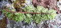 Cheilanthes maderensis #055.jpg