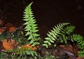 Cystopteris diaphana #046.jpg