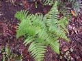 Pteridium aquilinum #067.jpg