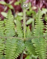 Pteridium aquilinum #068.jpg