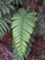 Woodwardia radicans #009.jpg