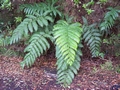 Woodwardia radicans #010.jpg