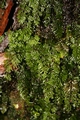 Hymenophyllum tunbrigense  #36.jpg