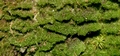 Trichomanes speciosum gametophytes #09.jpg