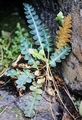 Asplenium octoploideum #04.jpg