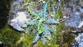 Asplenium octoploideum #33.jpg