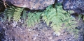 Pteris tremula #51.jpg
