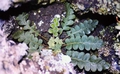 Asplenium octoploideum #15.jpg