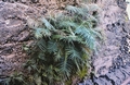 Pteris vittata #08.jpg