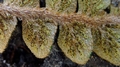 Asplenium octoploidium sporangia.jpg