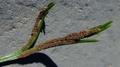 Asplenium septentrionale sporangia.jpg