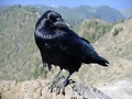 Crow.jpg