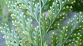 Davallia canarensis sporangia.jpg