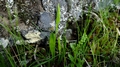 Ophioglossum lusitanicum 1.jpg