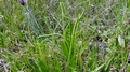 Ophioglossum lusitanicum 3.jpg