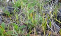 Ophioglossum lusitanicum #01.jpg