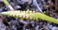 Ophioglossum lusitanicum #03.jpg