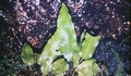 Asplenium scolopendrium #19.jpg
