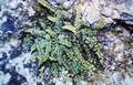 Asplenium trichomanes subsp. quadrivalens #64.jpg