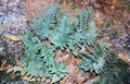 Polypodium species #50.jpg
