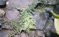 Asplenium billotii #62.jpg