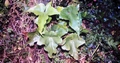 Asplenium hemionitis #10.jpg