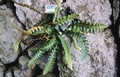 Asplenium lolegnamense #56.jpg