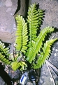 Asplenium marinum #26.jpg