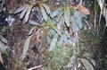 Elaphoglossum semicylindricum #04.jpg