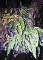 Elaphoglossum semicylindricum #22.jpg