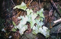 Asplenium hemionitis #02.jpg