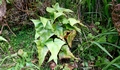 Asplenium hemionitis #01.jpg