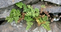 Cheilanthes maderensis #24.jpg