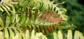 Polypodium macaronesicum #04.jpg