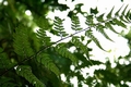 Polystichum drepanum #08.jpg