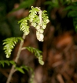 Woodwardia radicans #05.jpg