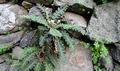 Asplenium lolegnamense #154.jpg