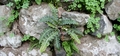 Asplenium lolegnamense #156.jpg