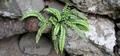 Asplenium trichomanes #157.jpg