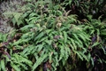 Blechnum spicant #090.jpg