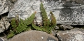 Cosentinia vellea #003.jpg