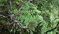 Culcita macrocarpa #063.jpg