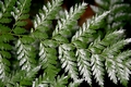 Culcita macrocarpa #129.jpg