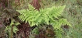 Dryopteris aemula #035.jpg