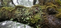 Elaphoglossum semicylindricum #058.jpg