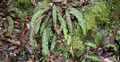 Elaphoglossum semicylindricum #066.jpg