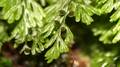 Hymenophyllum tunbrigense 1.jpg