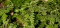 Hymenophyllum tunbrigense #013.jpg