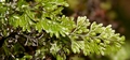 Hymenophyllum tunbrigense #138.jpg