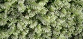 Hymenophyllum wilsonii #047.jpg